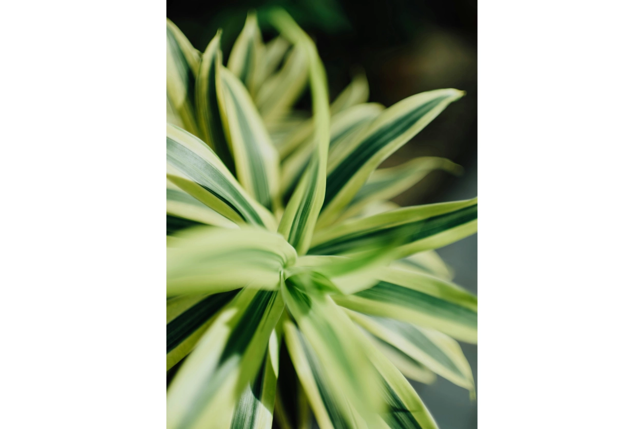 A close up of the leaves on a plant