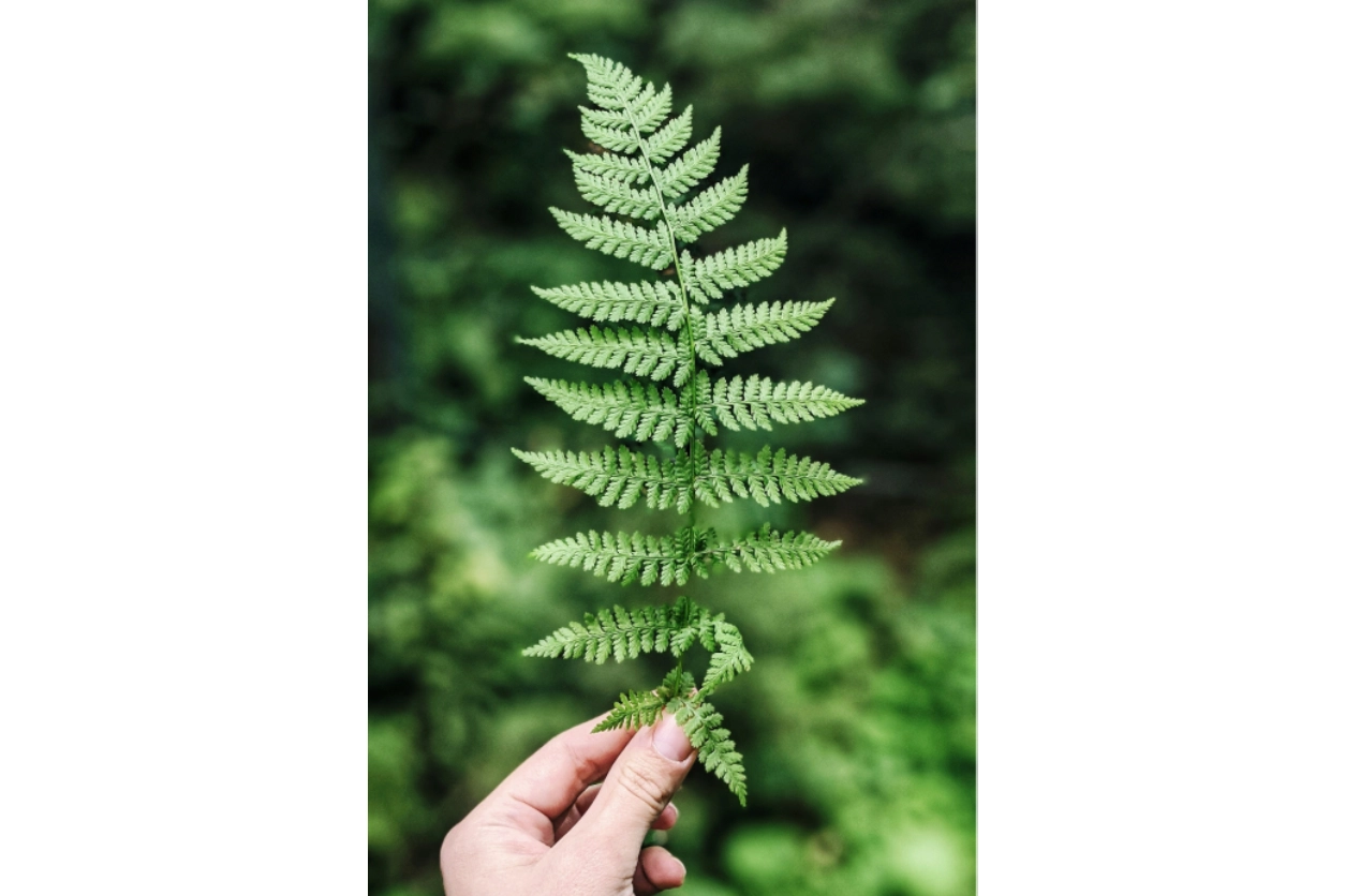 A person holding up a fern leaf in front of some bushes.